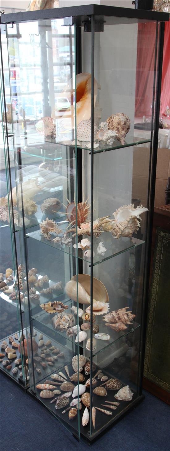 A remarkable collection of Western Pacific shells, approximately eighty six, W.1ft 4in. H.5ft 5in.